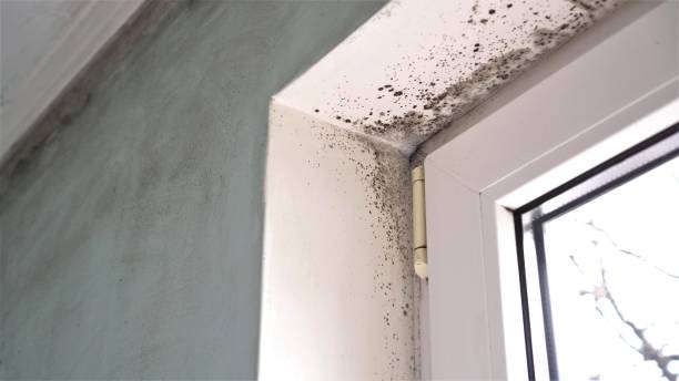 Best Mold Damage Repair  in Bennett, CO