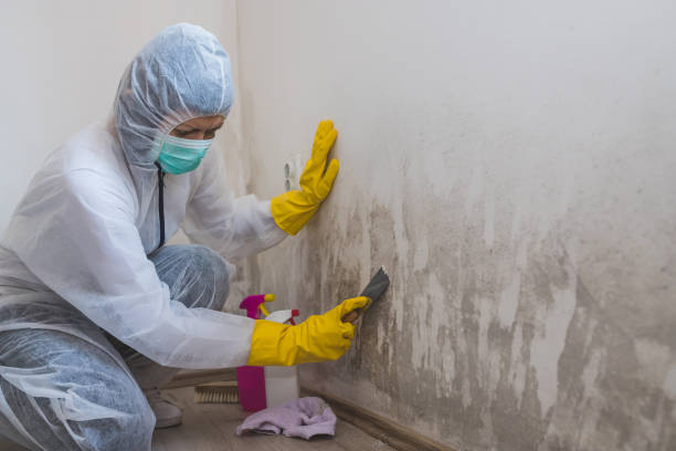 Mold Removal Process in Bennett, CO