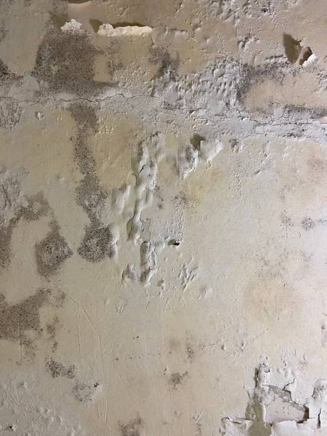 Best Crawl Space Mold Removal  in Bennett, CO