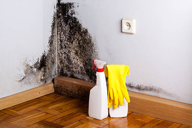 Attic Mold Removal in Bennett, CO