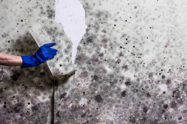 Best Toxic Mold Removal  in Bennett, CO