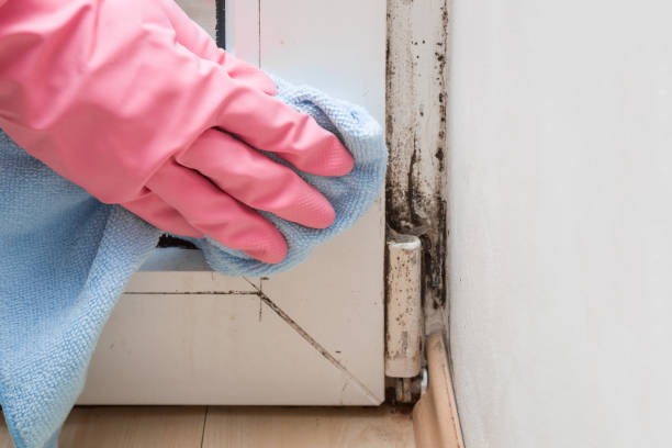 Best Black Mold Removal  in Bennett, CO