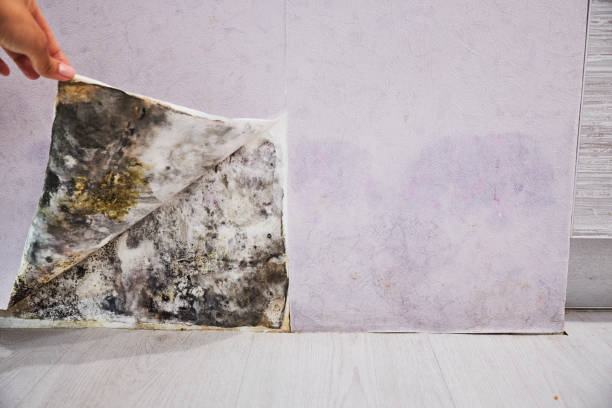 Best Emergency Mold Removal  in Bennett, CO